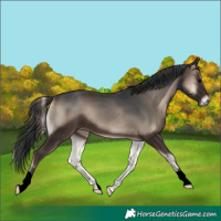 Horse Color:Blue Onyx 