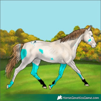 Horse Color:Buckskin Roan Pearl Onyx Varnish 
