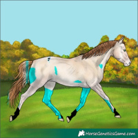 Horse Color:Buckskin Roan Pearl Onyx Varnish 