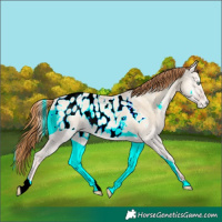 Horse Color:Buckskin Ice Roan Pearl Onyx Blanket 