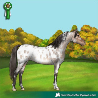 Horse Color:White Spotted Brown Roan Dun Appaloosa 