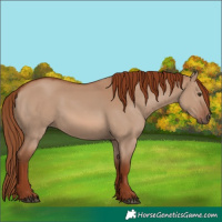 Horse Color:Red Dun 