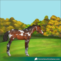 Horse Color:White Spotted Bay 