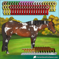 Horse Color:White Spotted Bay 