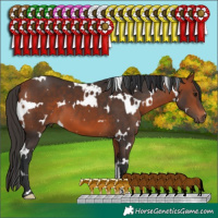 Horse Color:White Spotted Bay 