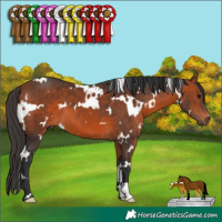 Horse Color:White Spotted Bay 