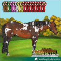Horse Color:White Spotted Bay 