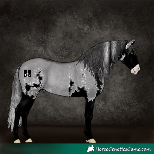 Horse Color:Smoky Grullo Chinchilla Sabino Splash Rabicano 