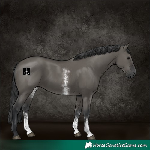 Horse Color:Grullo Sabino 