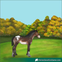 Horse Color:Bay Mushroom Tobiano Appaloosa 