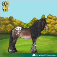 Horse Color:Bay Mushroom Tobiano Appaloosa 