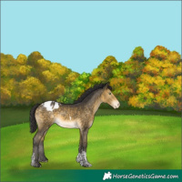 Horse Color:Buckskin Mushroom Tobiano Blanket Rabicano 
