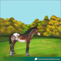 Horse Color:Bay Mushroom Tobiano Blanket Rabicano 