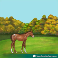 Horse Color:Gray Gold Champagne Tobiano
