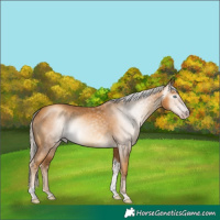 Horse Color:Gray Gold Cream Champagne Tobiano 