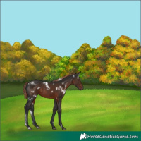 Horse Color:White Spotted Liver Chestnut 