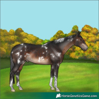 Horse Color:White Spotted Brown Tobiano 