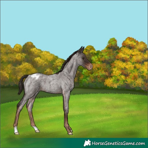 Horse Color:Liver Red Roan Appaloosa 