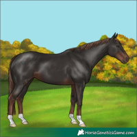 Horse Color:Liver Chestnut 