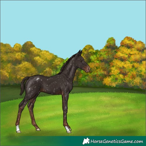 Horse Color:Liver Chestnut Appaloosa 
