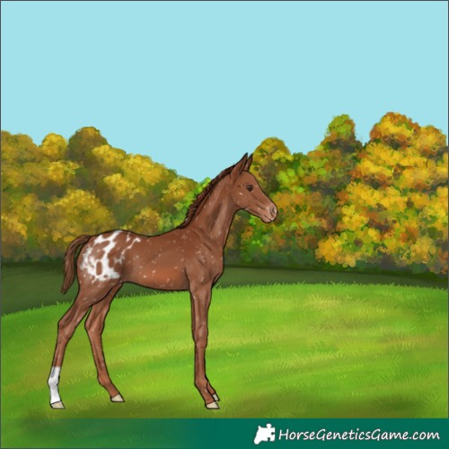 Horse Color:Chestnut Appaloosa 