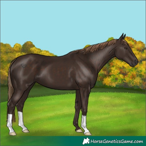 Horse Color:Liver Chestnut 