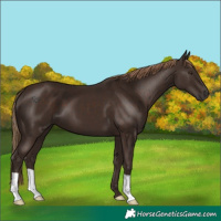 Horse Color:Liver Chestnut 