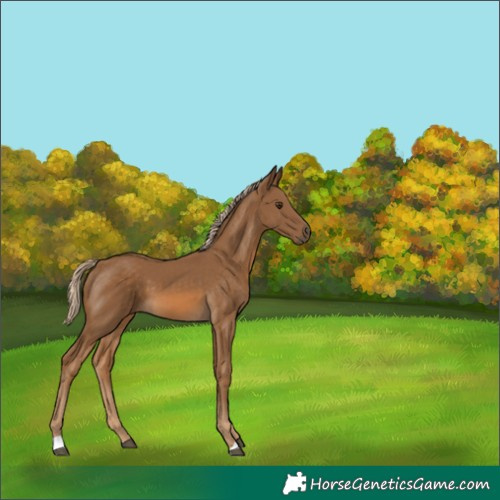 Horse Color:Chocolate Palomino 