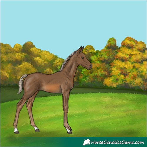 Horse Color:Chocolate Palomino 