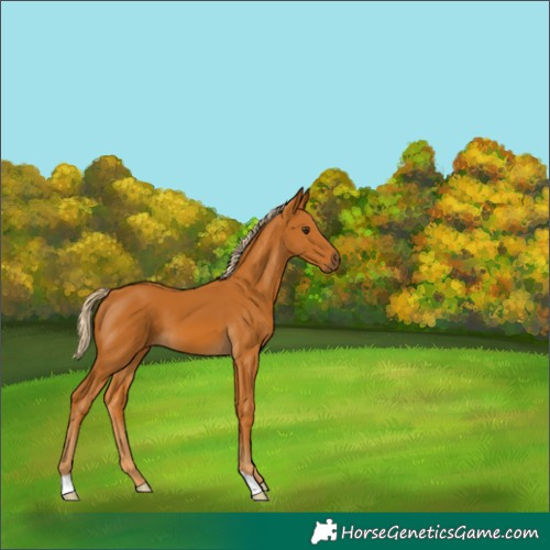 Horse Color:Palomino 