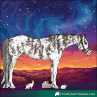 Horse Color:Liver Chestnut Sabino Splash Appaloosa Rabicano 
