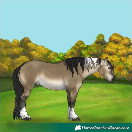 Horse Color:Gray Buckskin Dun Mushroom Tobiano Rabicano 