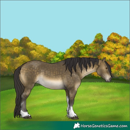 Horse Color:Buckskin Dun Mushroom Tobiano Rabicano 