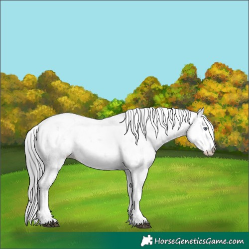 Horse Color:Black Chinchilla Pearl Sabino 