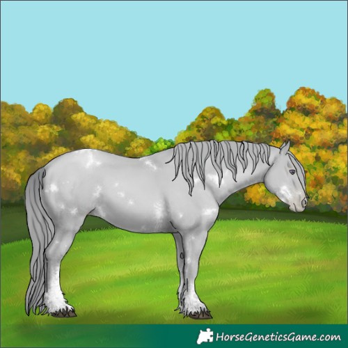 Horse Color:White Spotted Black Chinchilla Pearl Sabino 