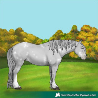 Horse Color:White Spotted Black Chinchilla Pearl Sabino 