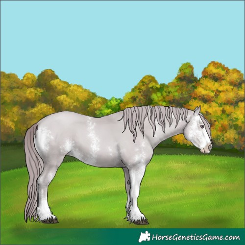 Horse Color:Chocolate Black Chinchilla Pearl Sabino 