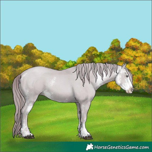 Horse Color:Chocolate Black Chinchilla Pearl Sabino