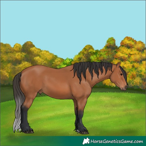 Horse Color:Bay 