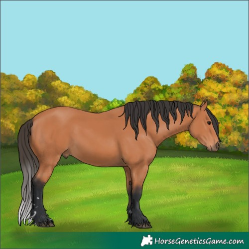 Horse Color:Bay 