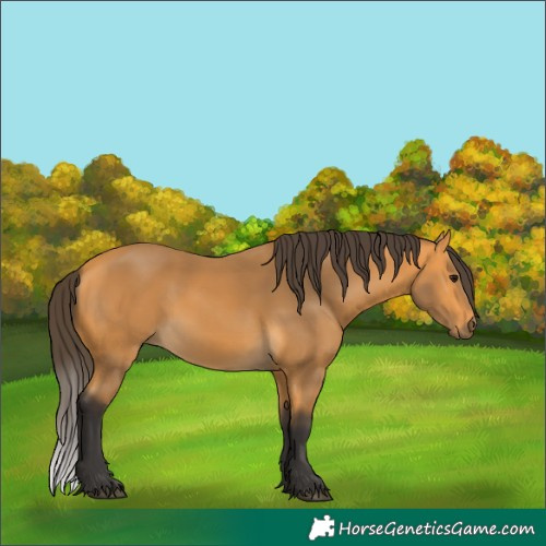 Horse Color:Buckskin Rabicano 