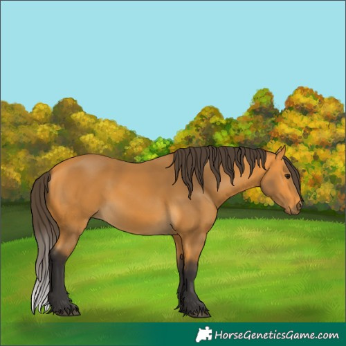 Horse Color:Buckskin Rabicano 