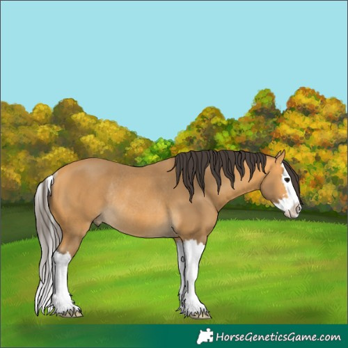 Horse Color:Buckskin Splash Rabicano 