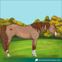Horse Color:Red Dun 