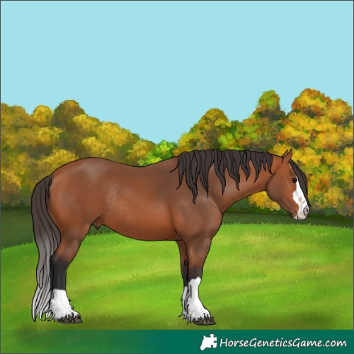 Horse Color:Bay Rabicano 