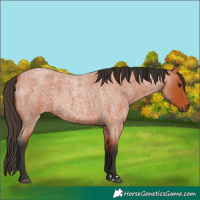 Horse Color:Bay Roan 