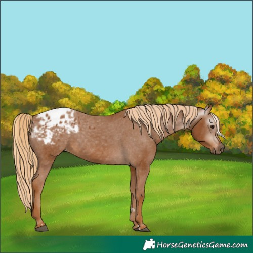 Horse Color:Gray Chestnut Appaloosa 