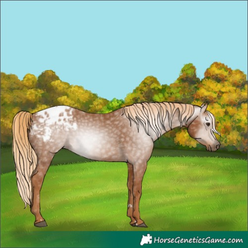 Horse Color:Gray Chestnut Blanket 