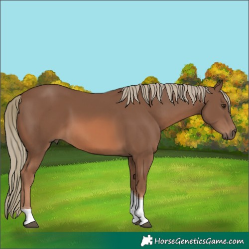 Horse Color:Chestnut Mushroom Tobiano 