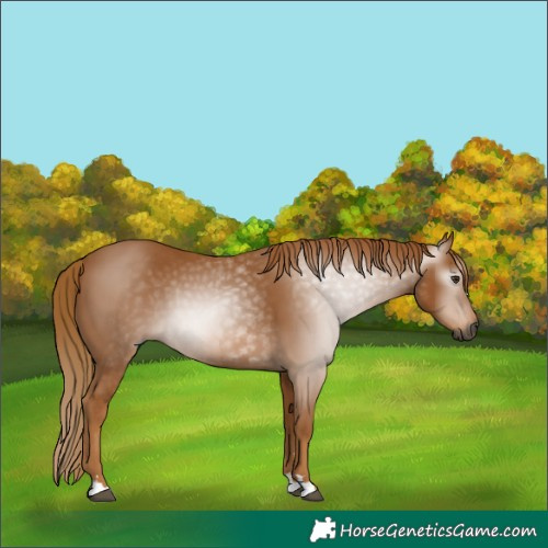 Horse Color:Gray Chestnut 